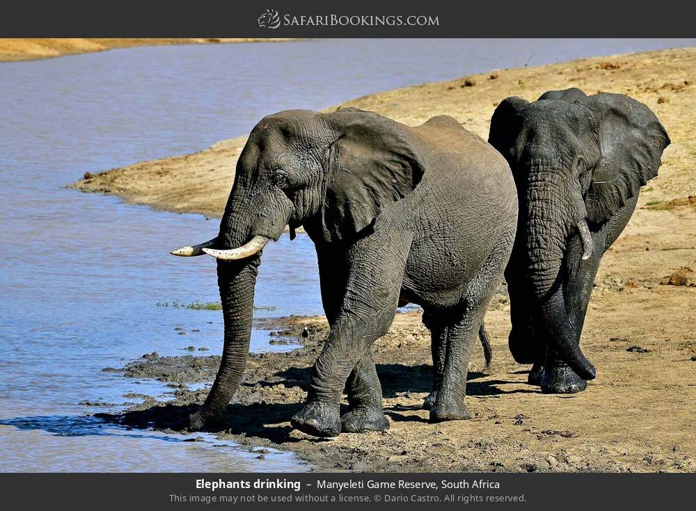 Elephants drinking in Manyeleti Game Reserve, South Africa