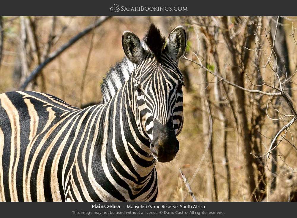 Plains zebra in Manyeleti Game Reserve, South Africa