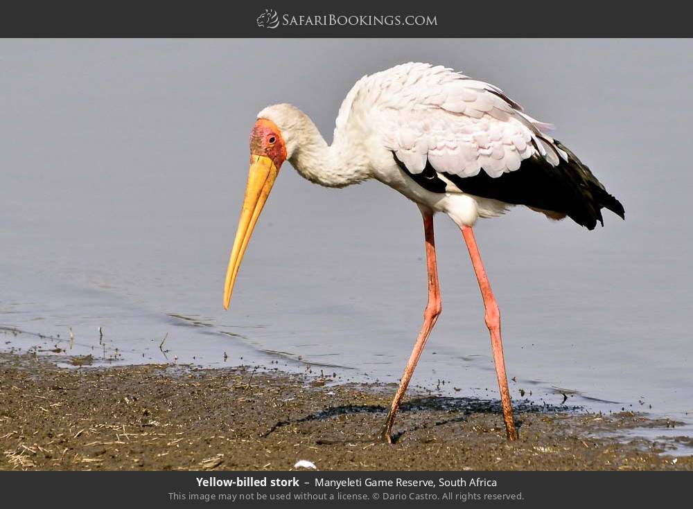 Yellow-billed stork in Manyeleti Game Reserve, South Africa