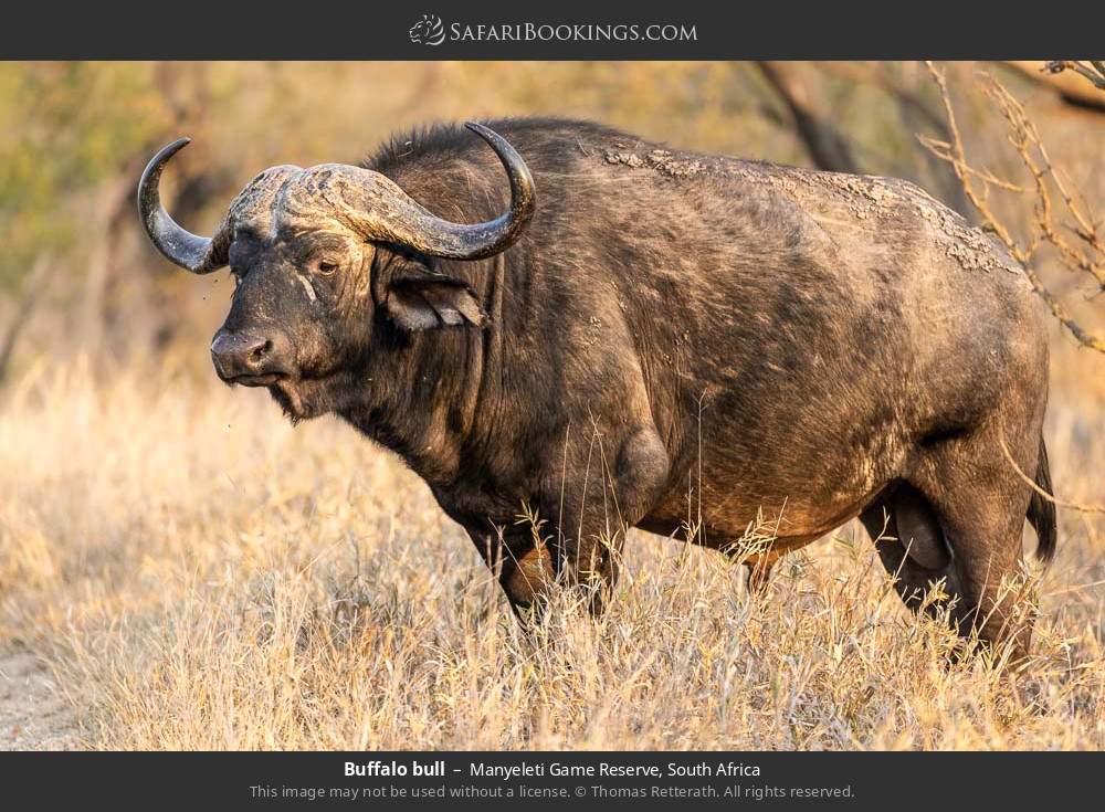 Buffalo bull in Manyeleti Game Reserve, South Africa