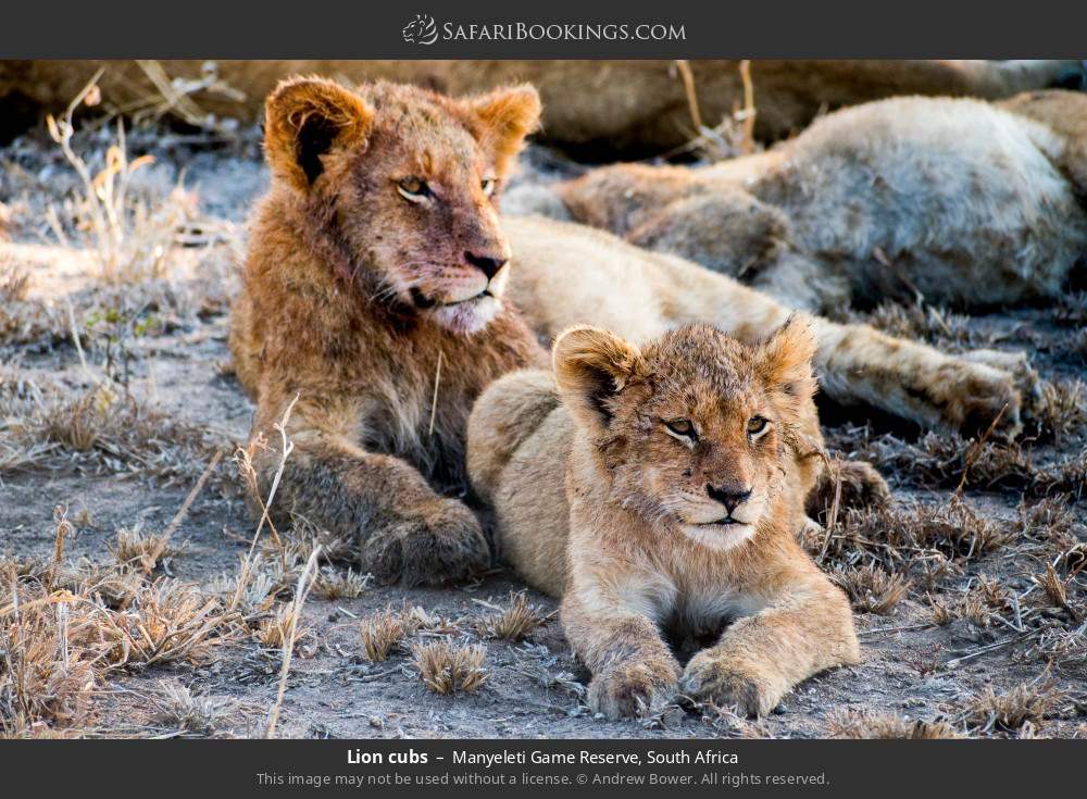Lion cubs in Manyeleti Game Reserve, South Africa