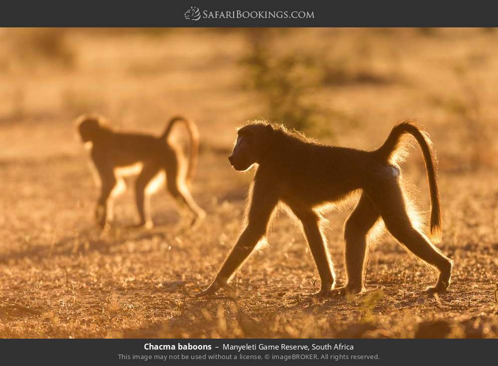 Chacma baboons in Manyeleti Game Reserve, South Africa