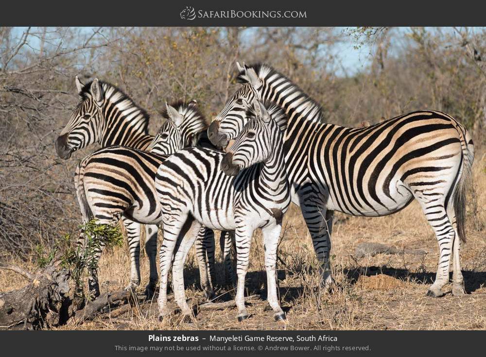 Plains zebras in Manyeleti Game Reserve, South Africa