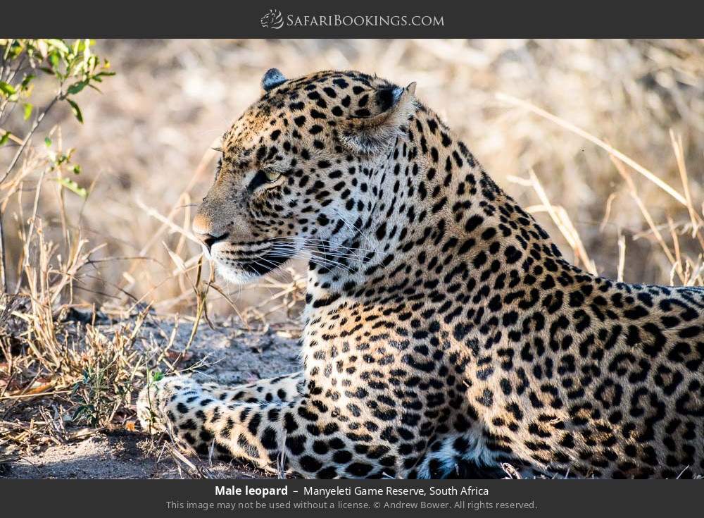 Male leopard in Manyeleti Game Reserve, South Africa