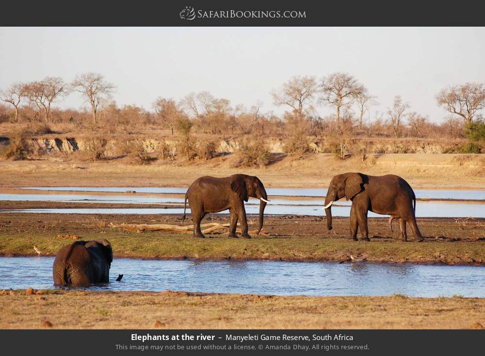 Elephants at the river in Manyeleti Game Reserve, South Africa