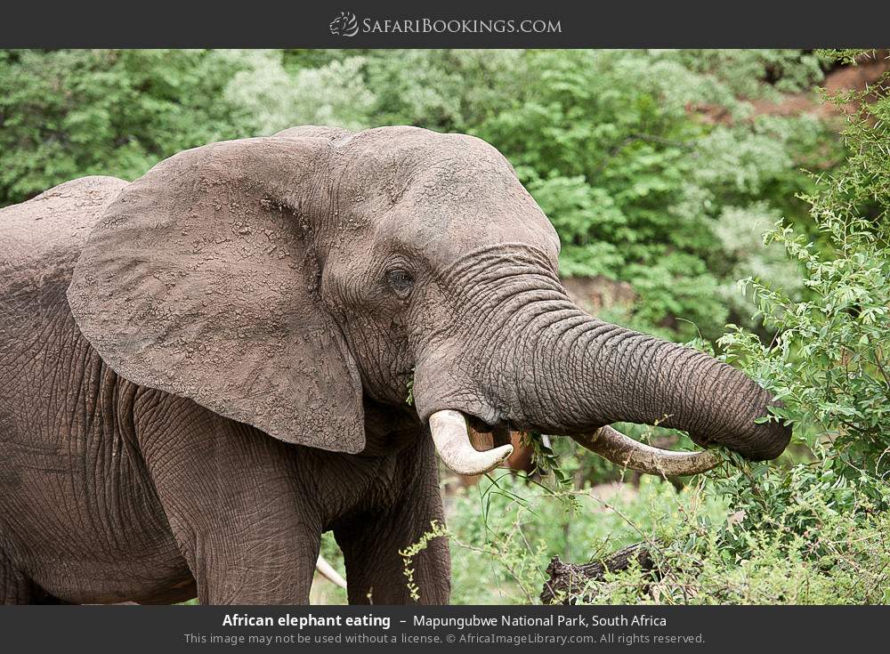 African elephant eating in Mapungubwe National Park, South Africa