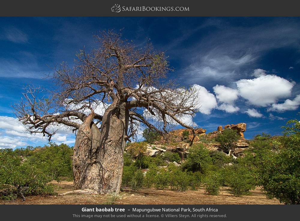 Giant baobab tree in Mapungubwe National Park, South Africa