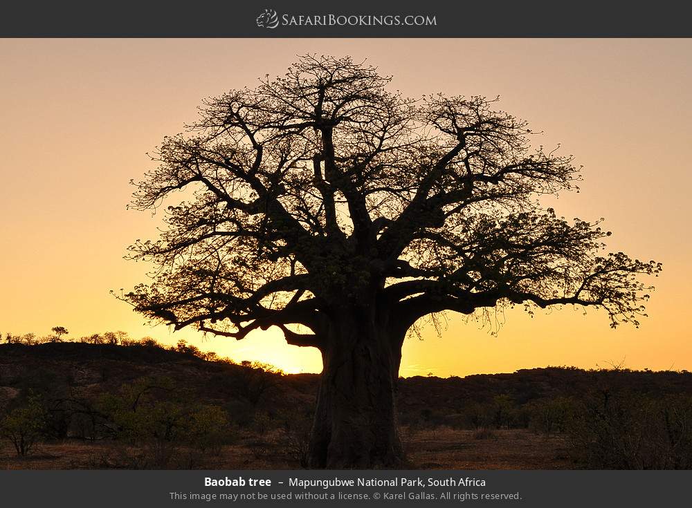 Baobab tree in Mapungubwe National Park, South Africa