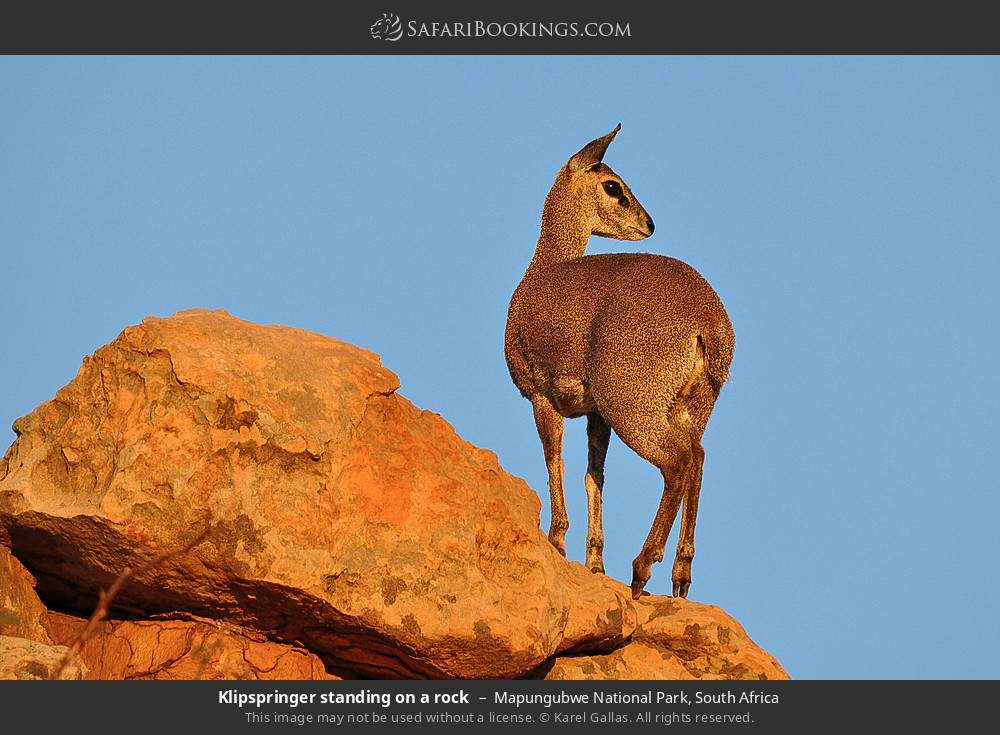 Klipspringer standing on a rock in Mapungubwe National Park, South Africa