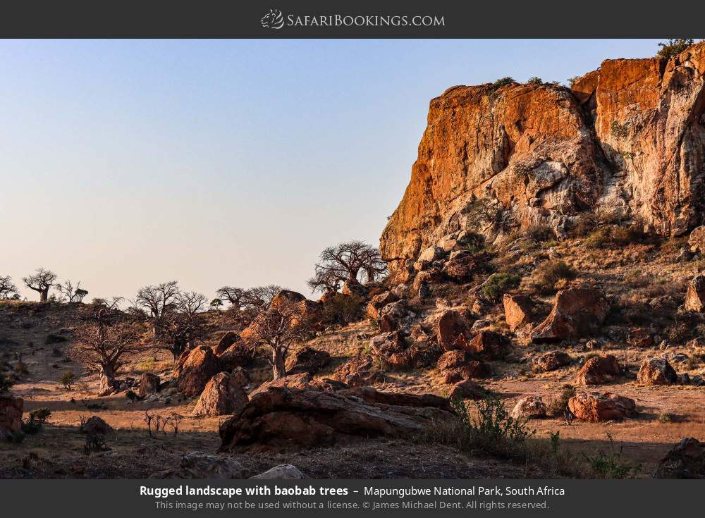 Rugged landscape with baobab trees in Mapungubwe National Park, South Africa