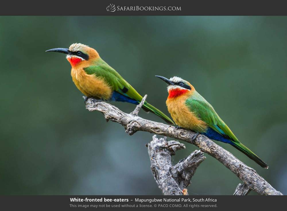White-fronted bee-eaters in Mapungubwe National Park, South Africa