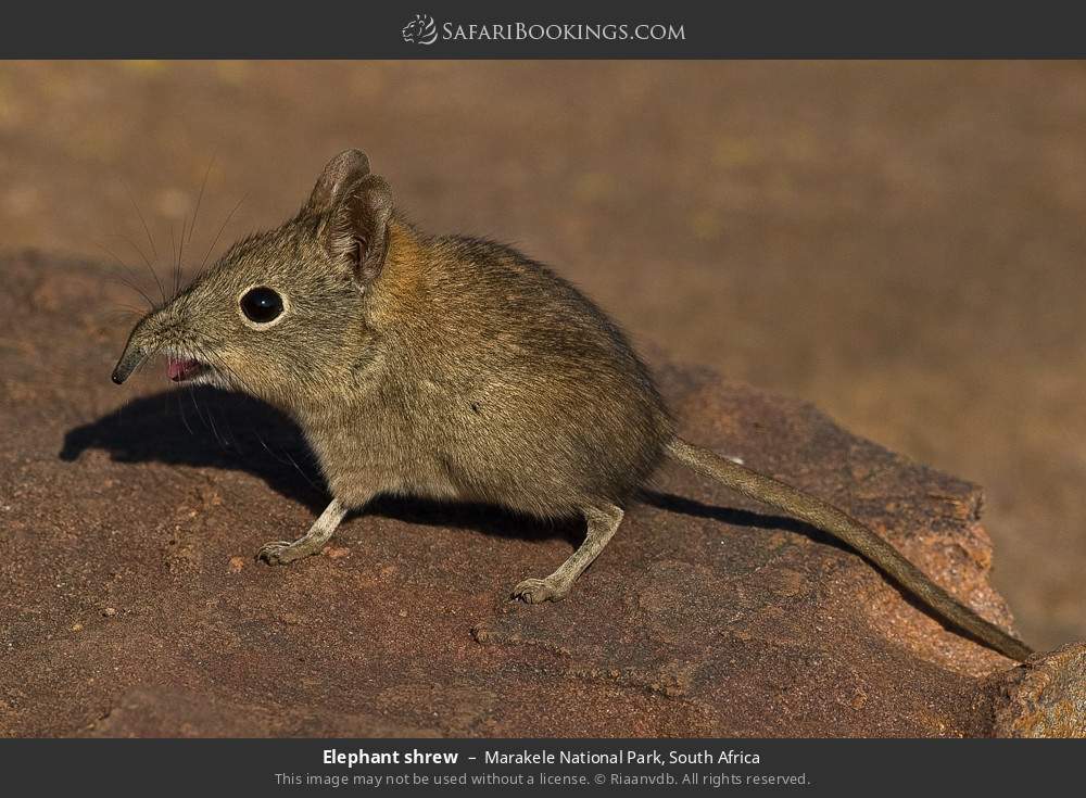 Elephant shrew in Marakele National Park, South Africa