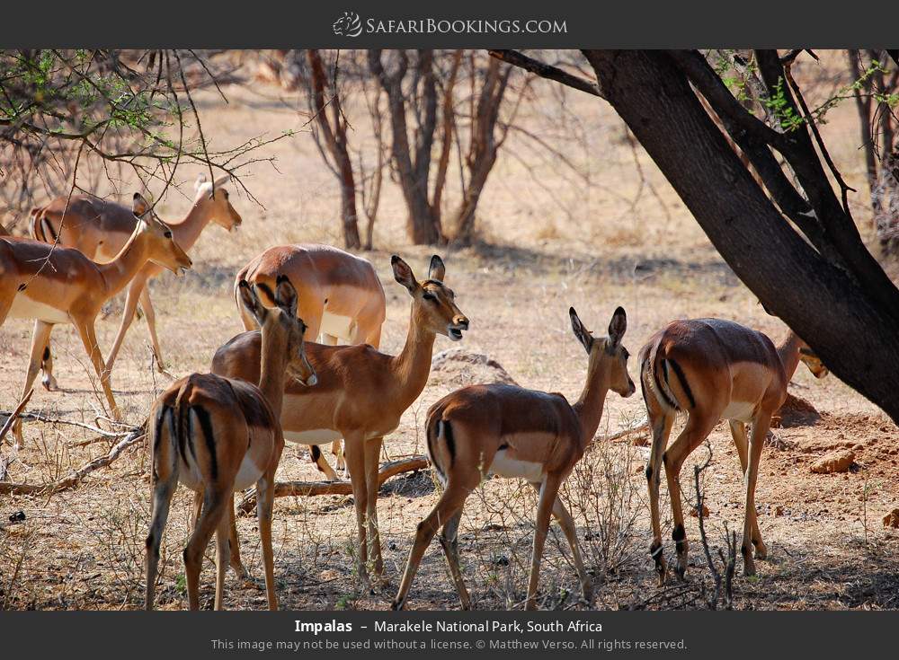 Impalas in Marakele National Park, South Africa