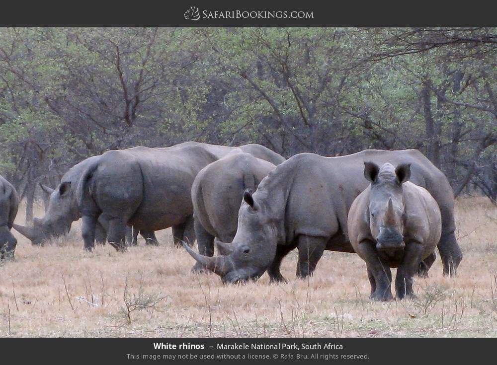 White rhinos in Marakele National Park, South Africa