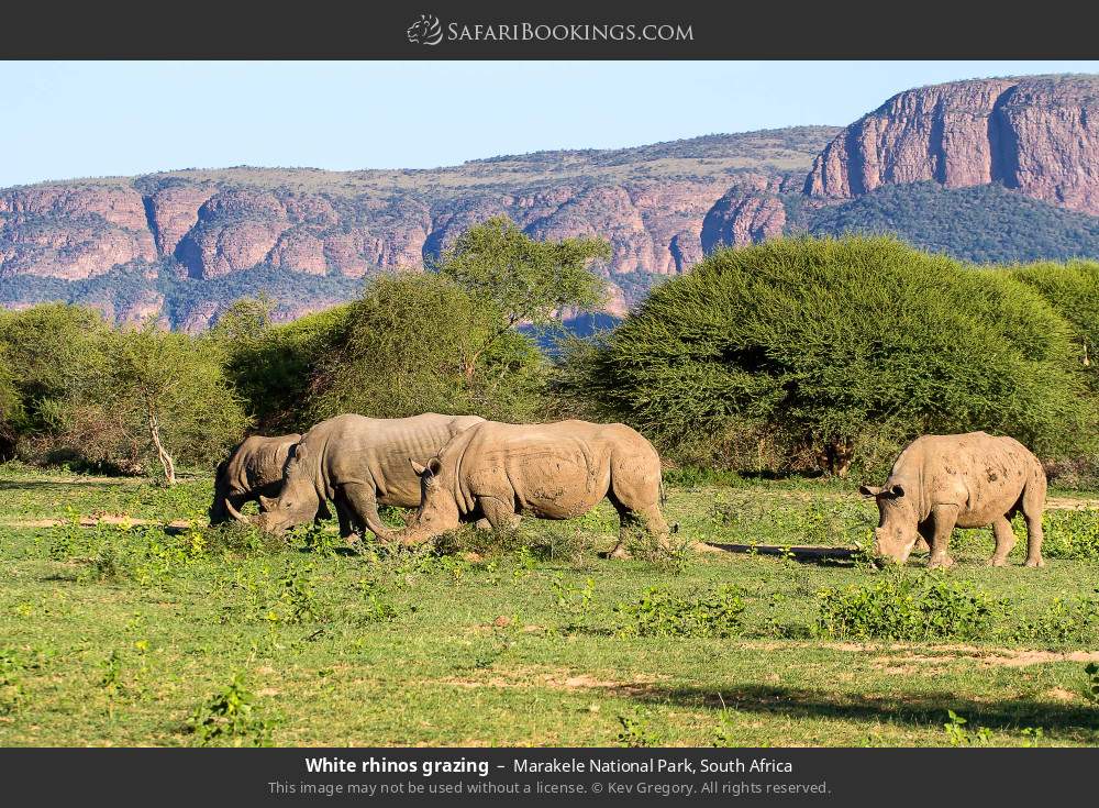 White rhinos grazing in Marakele National Park, South Africa