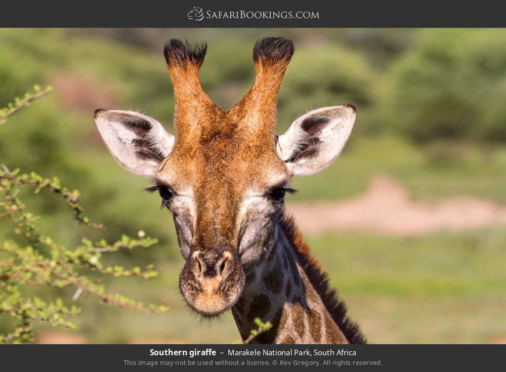 Southern giraffe in Marakele National Park, South Africa