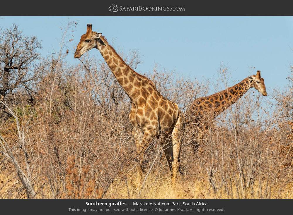 Southern giraffes in Marakele National Park, South Africa