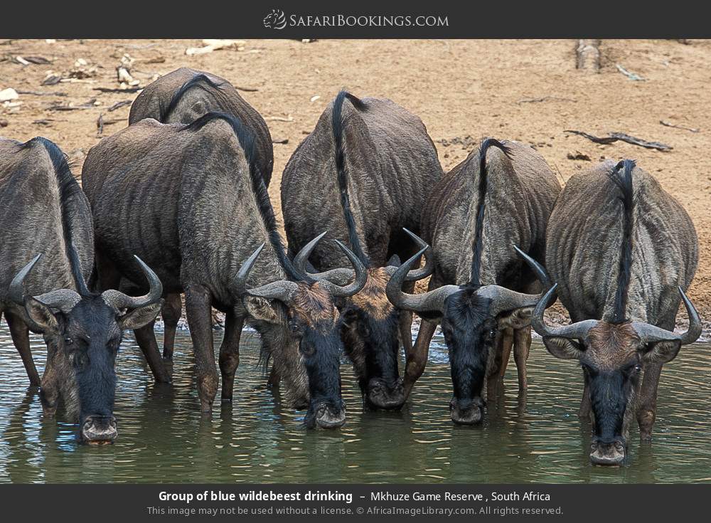 Group of blue wildebeest drinking in Mkhuze Game Reserve , South Africa