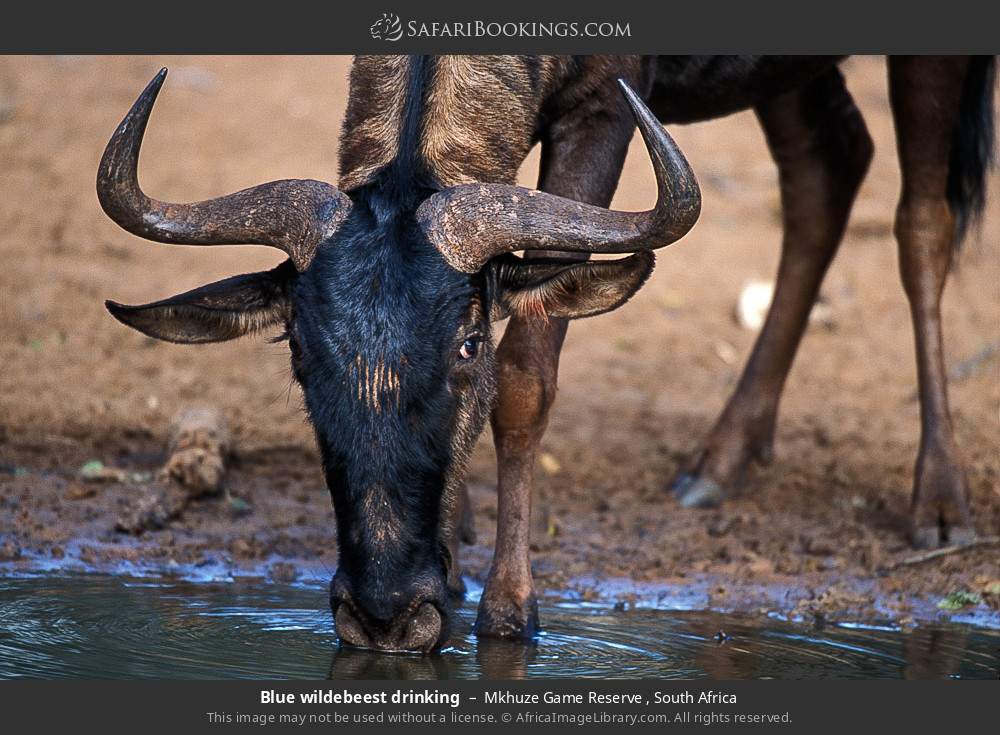 Blue wildebeest drinking in Mkhuze Game Reserve , South Africa