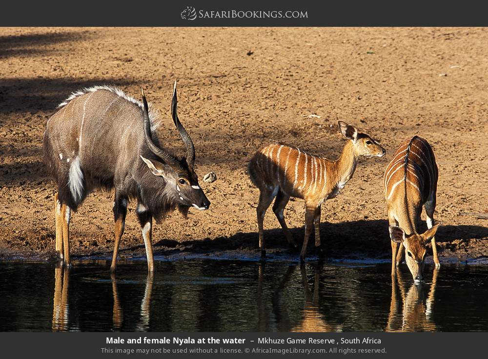 Male and female Nyala at the water in Mkhuze Game Reserve , South Africa