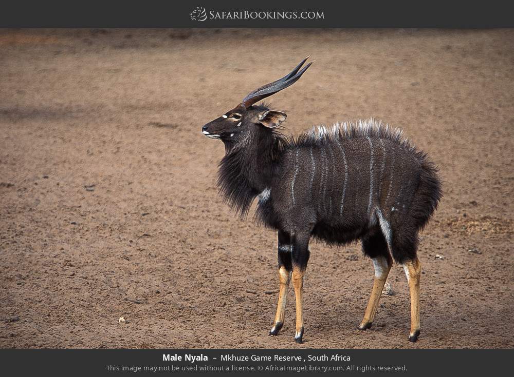Male Nyala in Mkhuze Game Reserve , South Africa