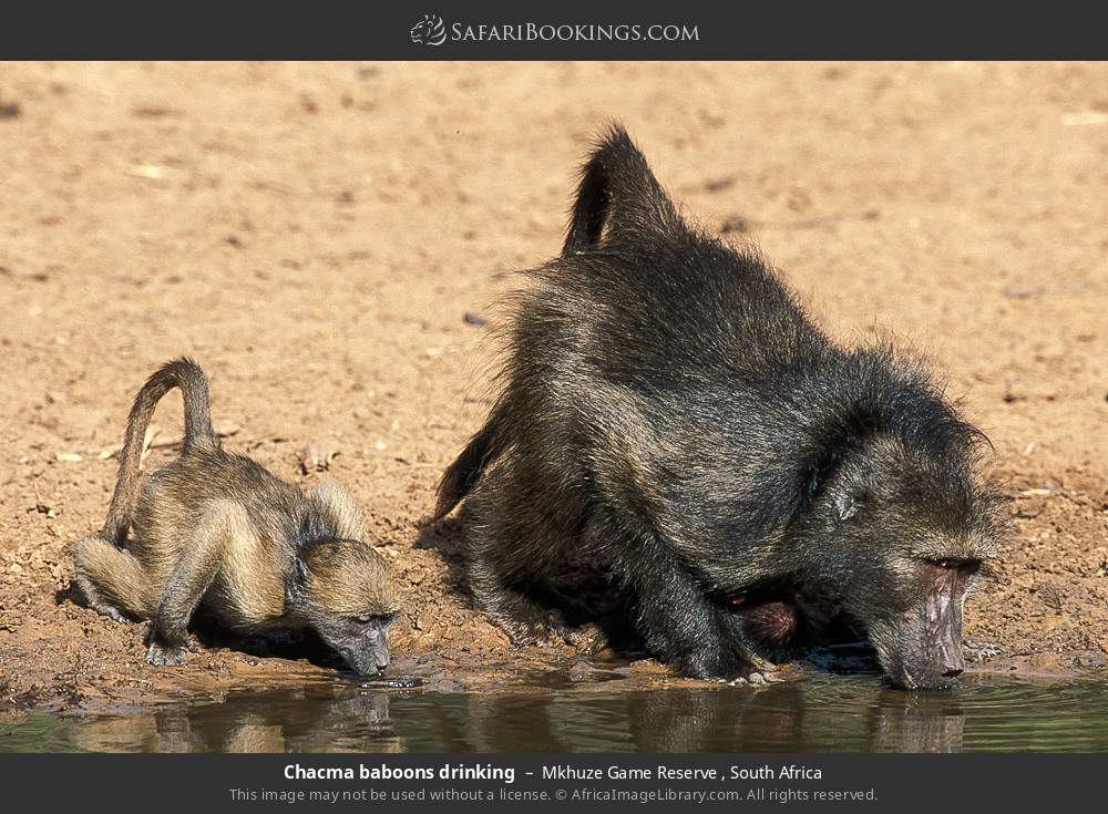 Chacma baboons drinking in Mkhuze Game Reserve , South Africa