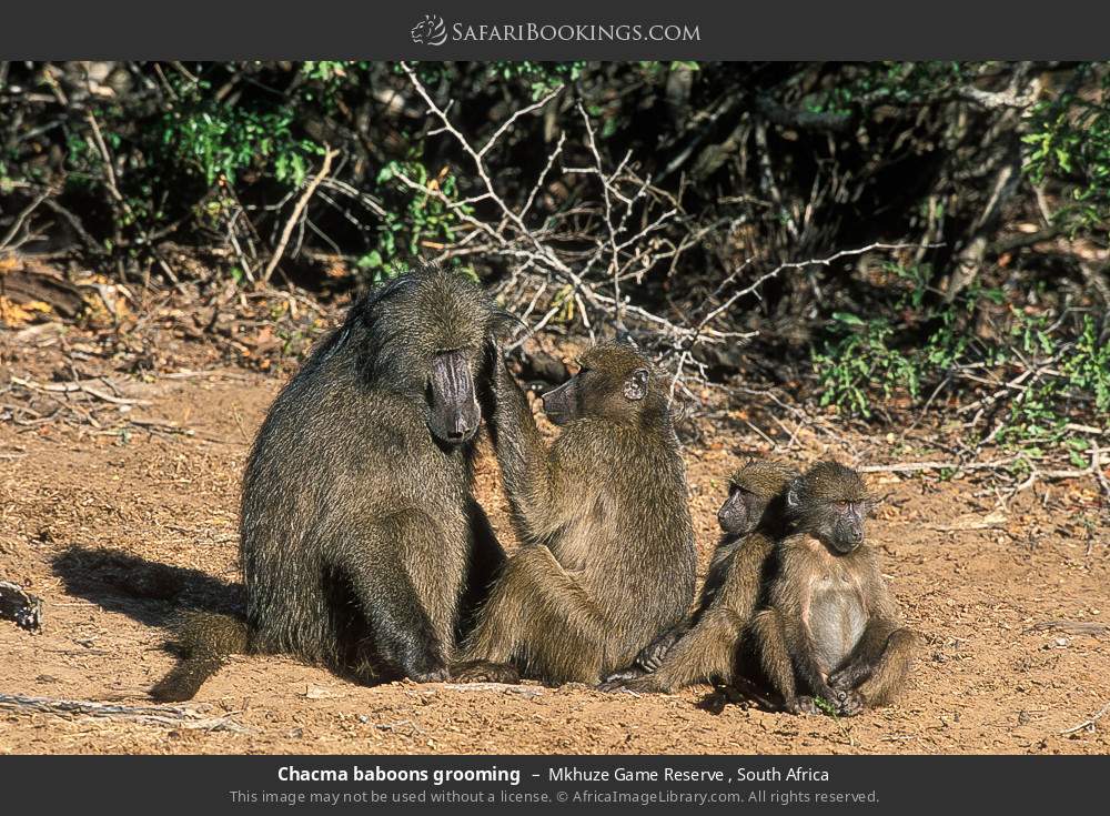 Chacma baboons grooming in Mkhuze Game Reserve , South Africa