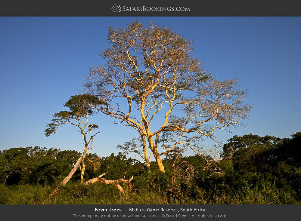 Fever trees in Mkhuze Game Reserve , South Africa