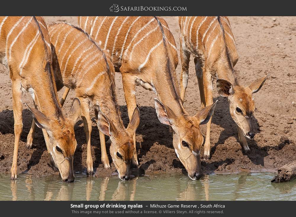 Small group of drinking nyalas in Mkhuze Game Reserve , South Africa