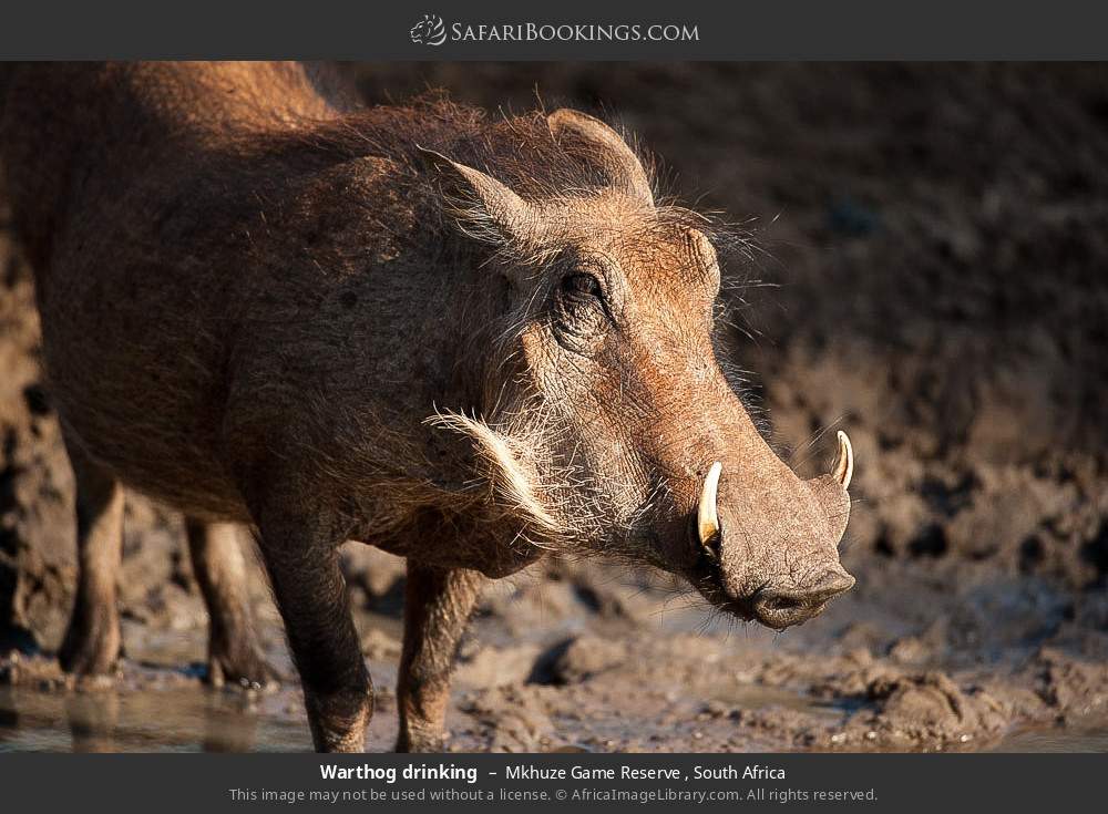 Warthog drinking in Mkhuze Game Reserve , South Africa