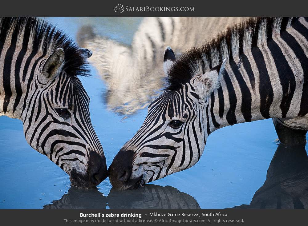 Burchell's zebra drinking in Mkhuze Game Reserve , South Africa