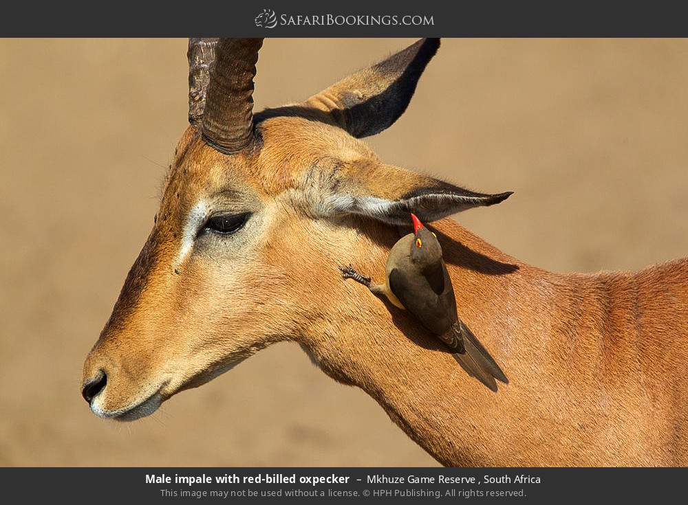 Male impale with red-billed oxpecker in Mkhuze Game Reserve , South Africa