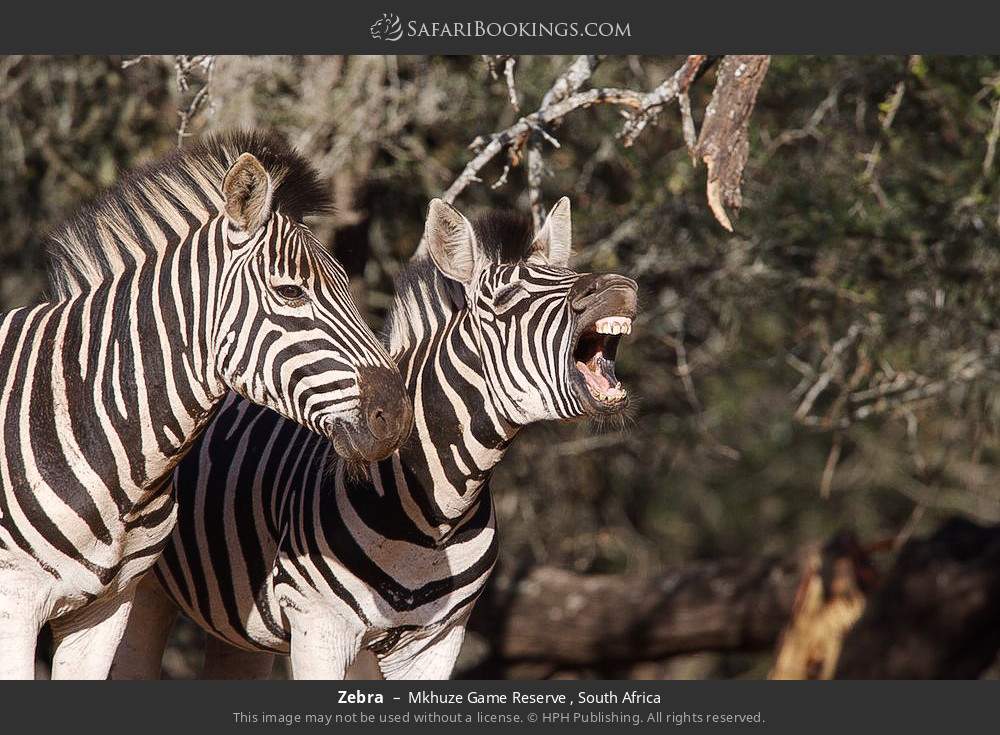 Zebra in Mkhuze Game Reserve , South Africa