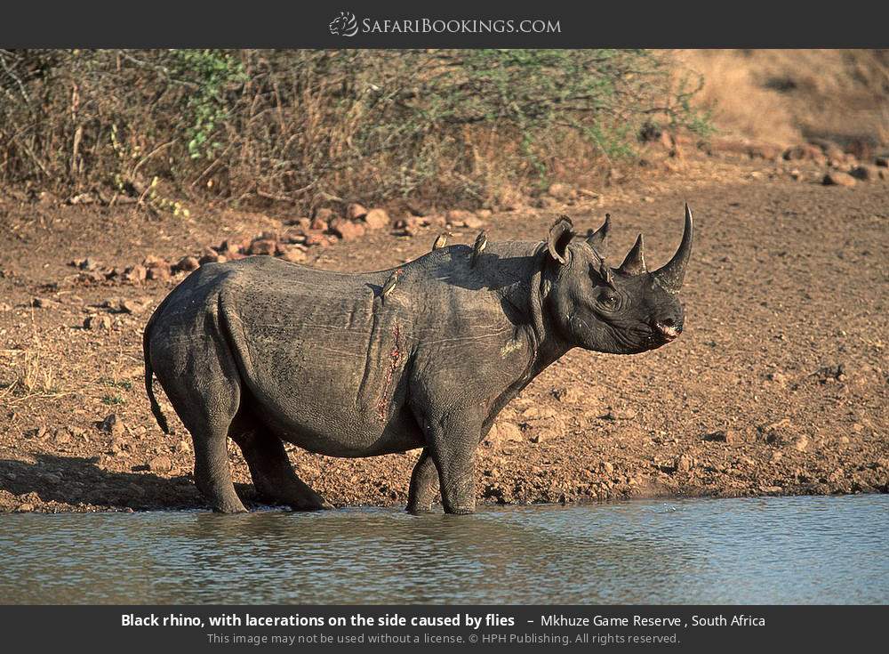 Black rhino, with lacerations on the side caused by flies in Mkhuze Game Reserve , South Africa