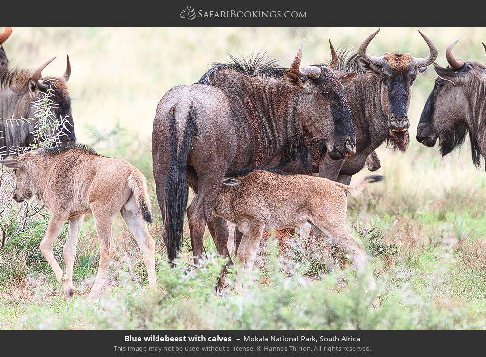 Blue wildebeest with calves in Mokala National Park, South Africa
