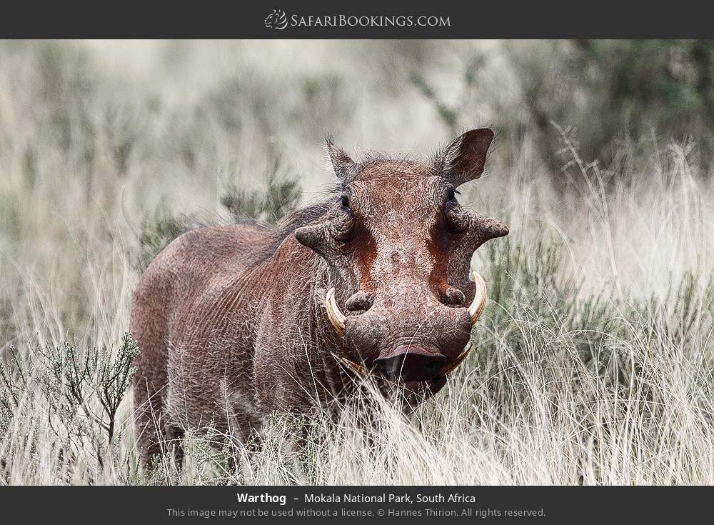 Warthog in Mokala National Park, South Africa