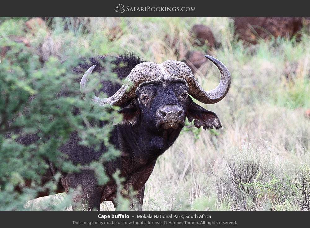 Cape buffalo in Mokala National Park, South Africa