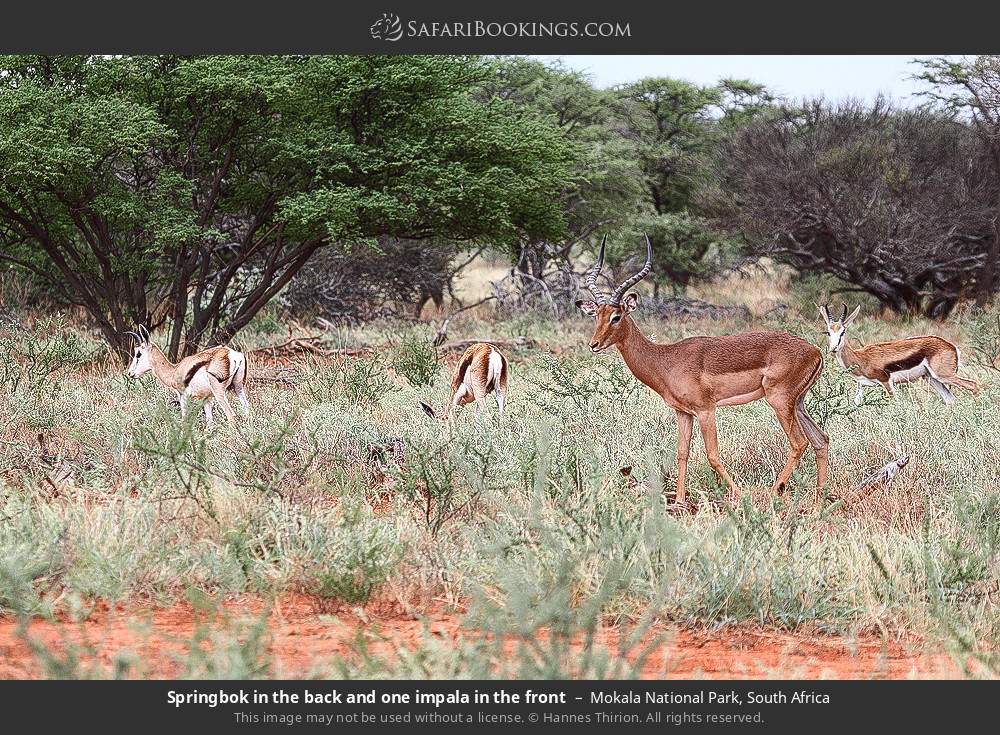 Springbok in the back and one impala in the front in Mokala National Park, South Africa