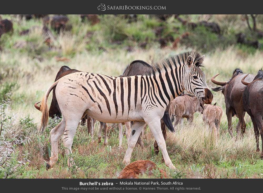 Plains zebra in Mokala National Park, South Africa