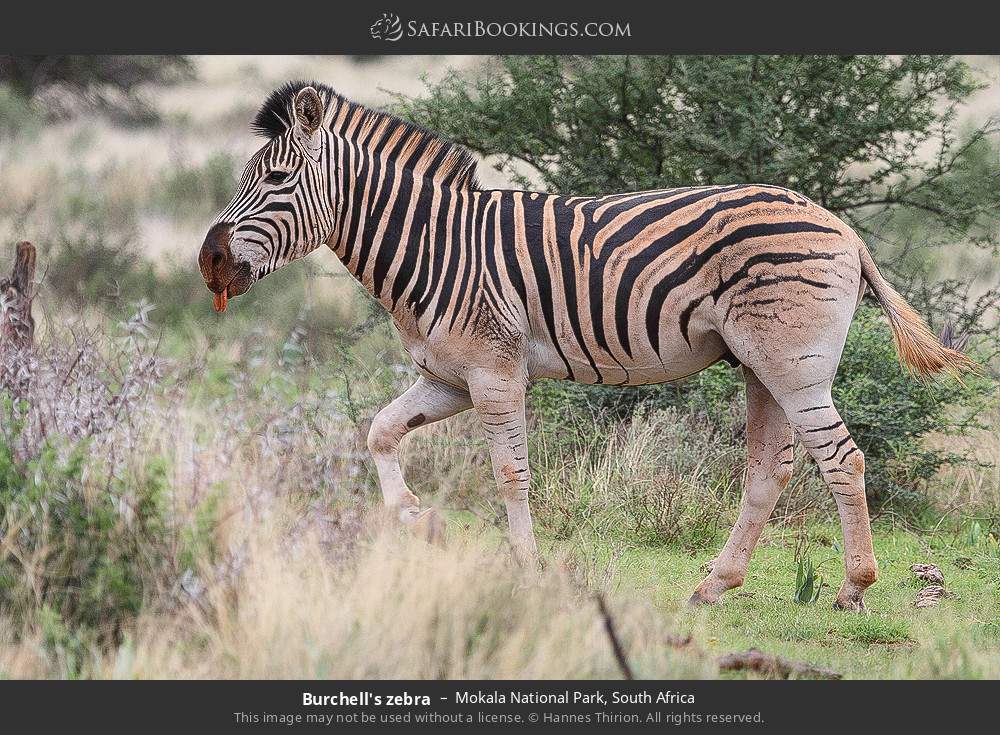 Plains zebra in Mokala National Park, South Africa