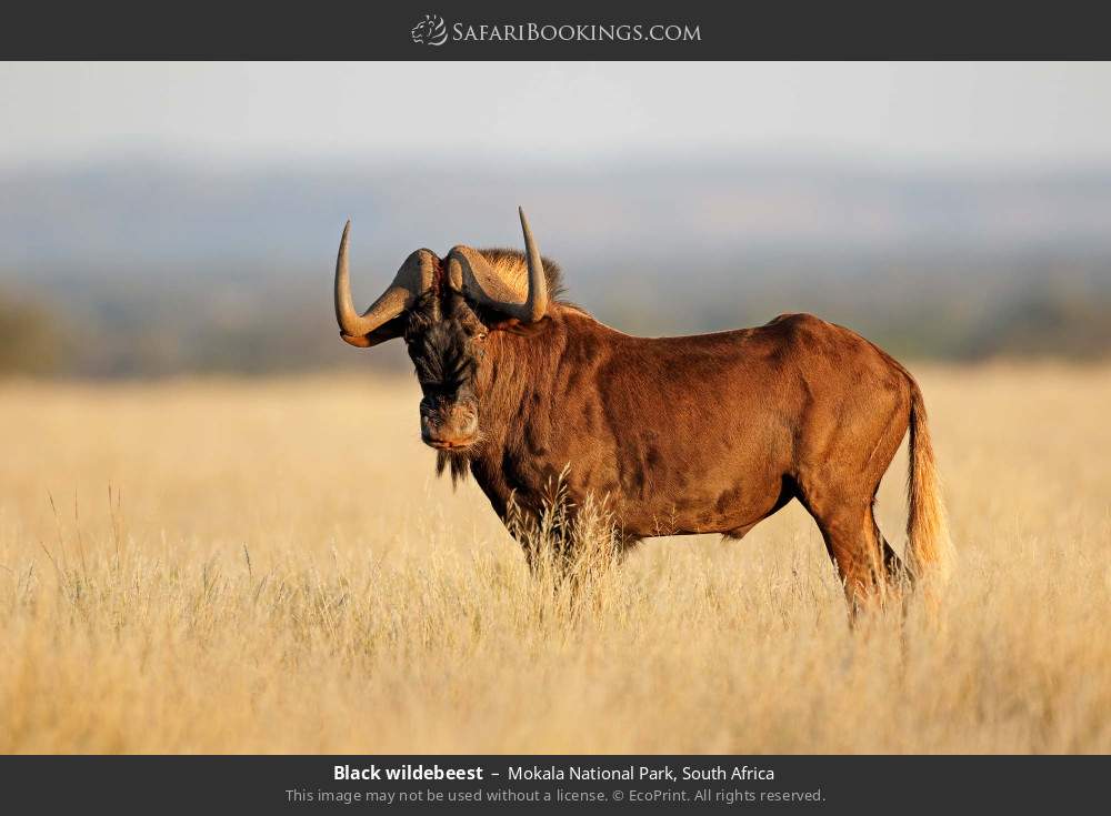 Black wildebeest in Mokala National Park, South Africa