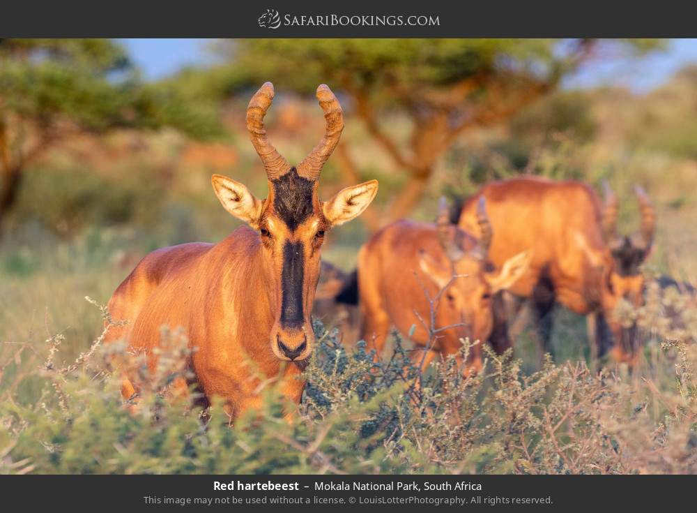 Red hartebeest in Mokala National Park, South Africa
