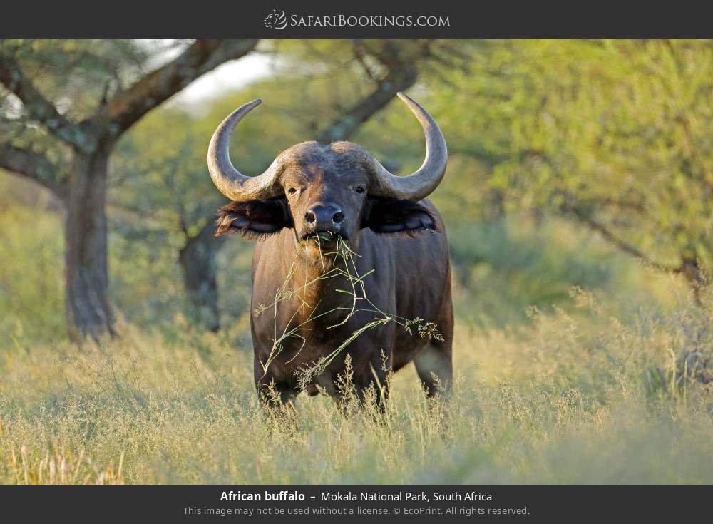 African buffalo in Mokala National Park, South Africa