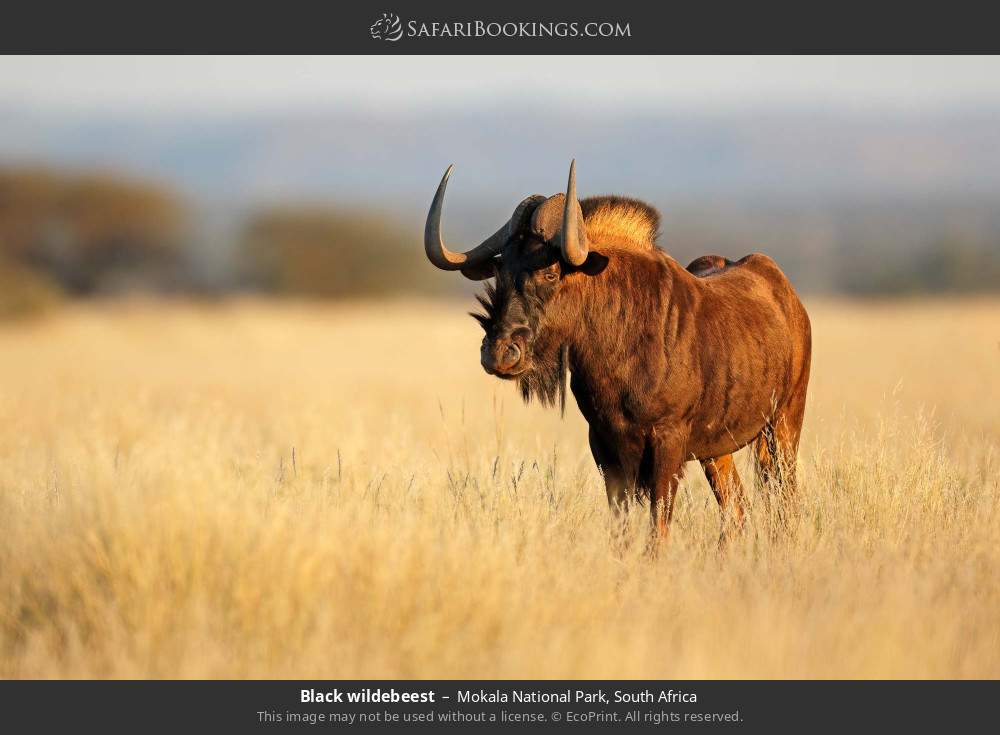 Black wildebeest in Mokala National Park, South Africa