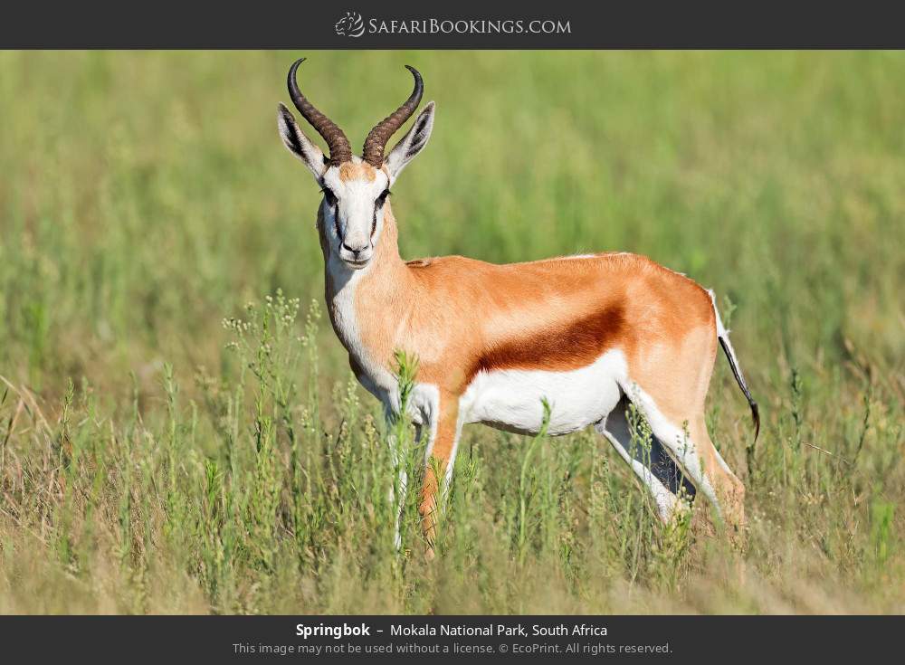 Springbok in Mokala National Park, South Africa