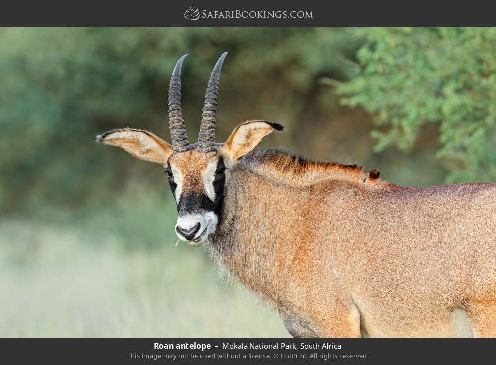 Roan antelope in Mokala National Park, South Africa