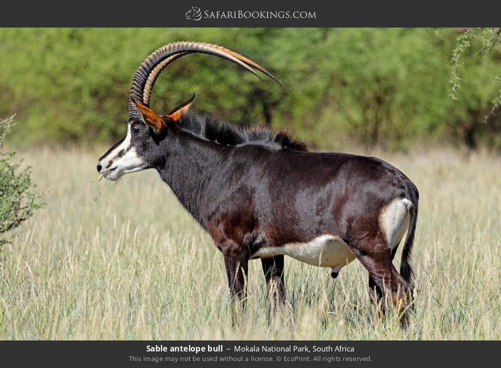 Sable antelope bull in Mokala National Park, South Africa