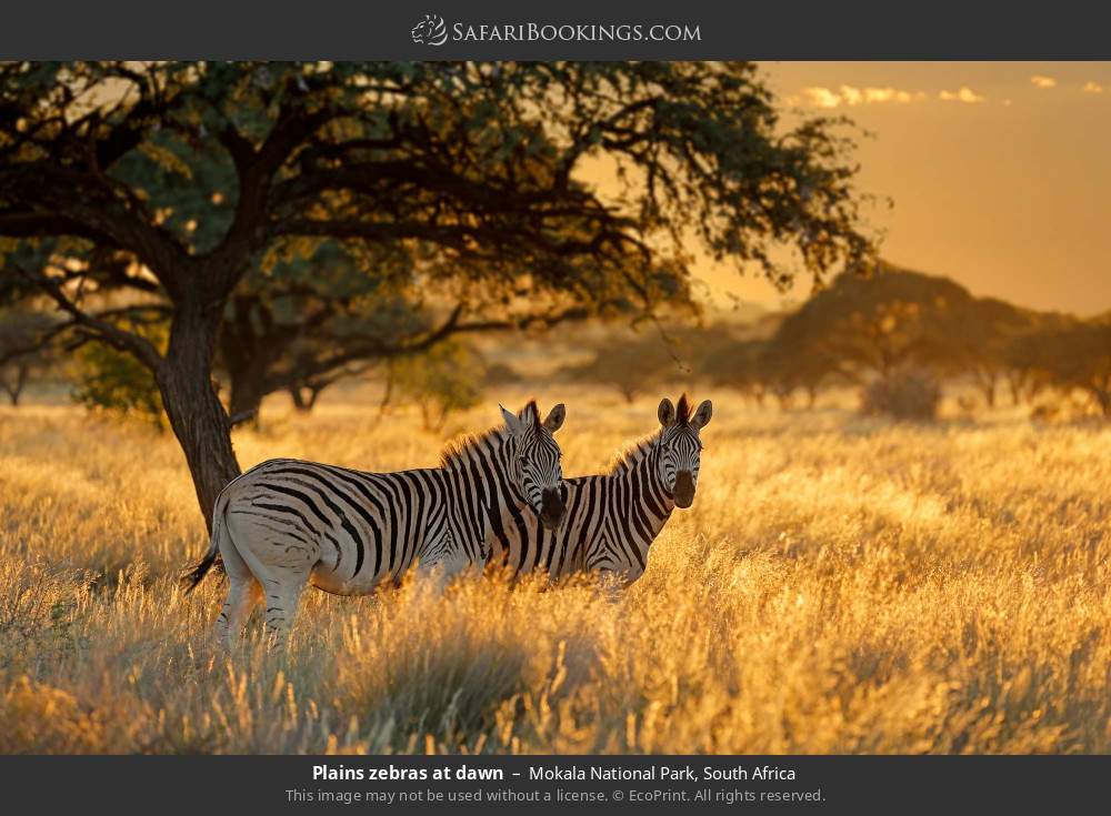 Plains zebras at dawn in Mokala National Park, South Africa