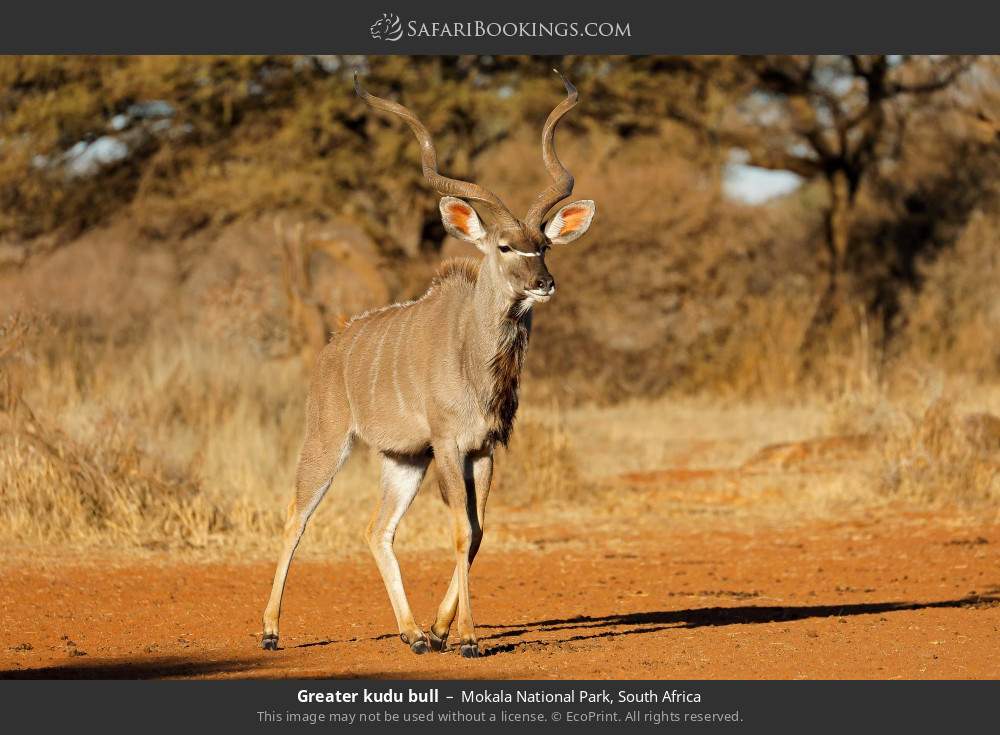 Greater kudu bull in Mokala National Park, South Africa
