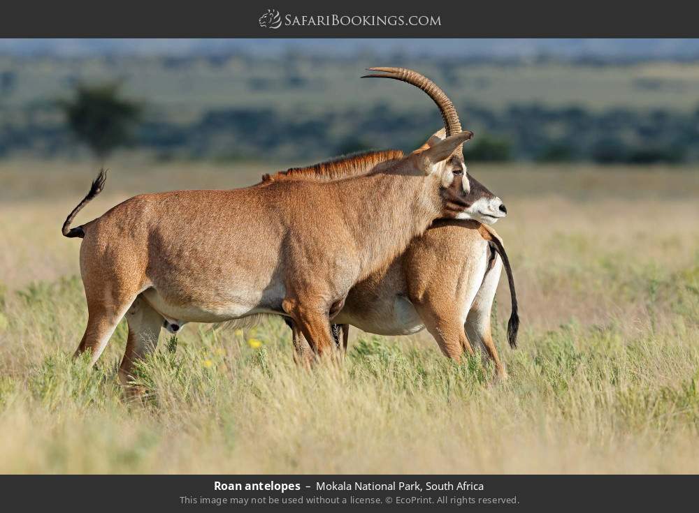Roan antelopes in Mokala National Park, South Africa